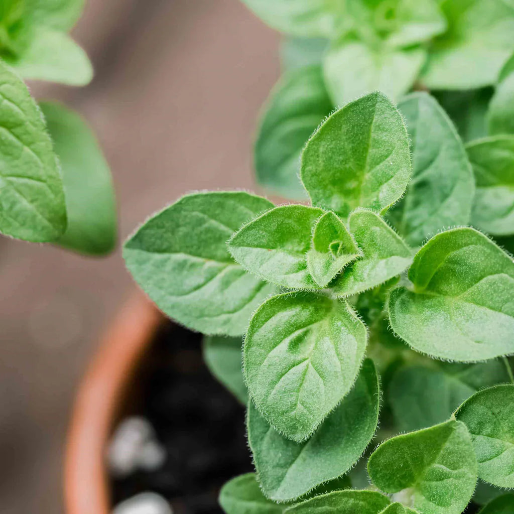 Seminte de Oregano, 0.25 gr