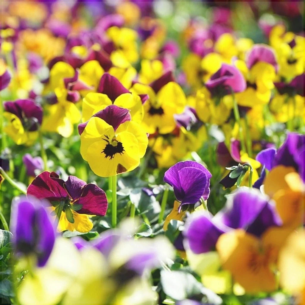 Semințe de Panseluțe , 0,12g