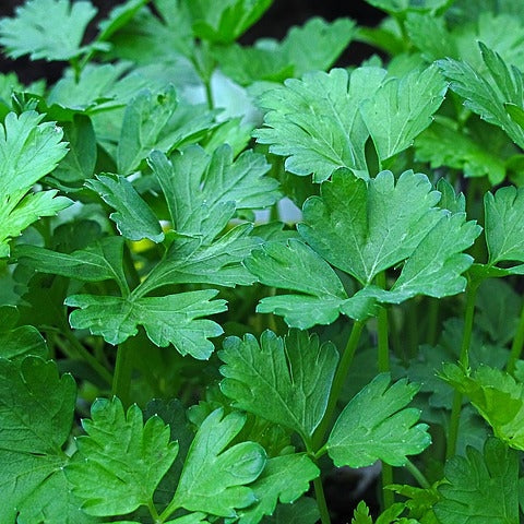 Seminte de Patrunjel Frunze Comune