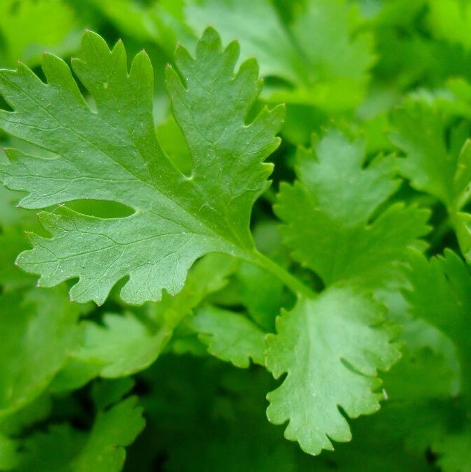 Seminte de Patrunjel Frunze Comune