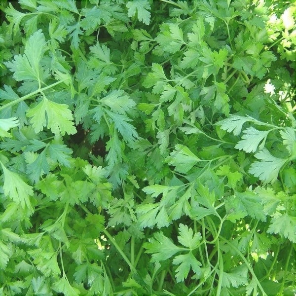 Seminte de Patrunjel "Gigante D'Italia"