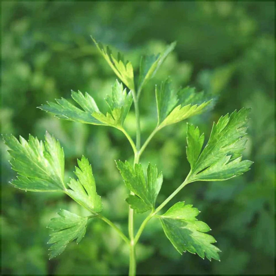 Seminte de Patrunjel "Gigante D'Italia"