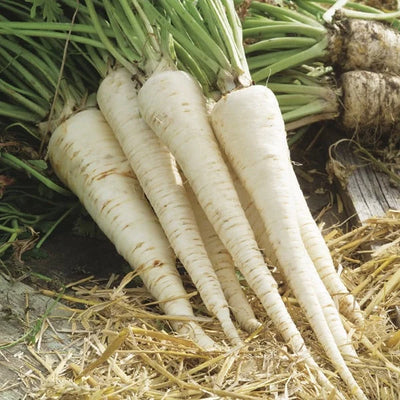 Semințe de Pătrunjel Rădăcină „Bardowicher”, 50g – semințe | Regatul Plantelor