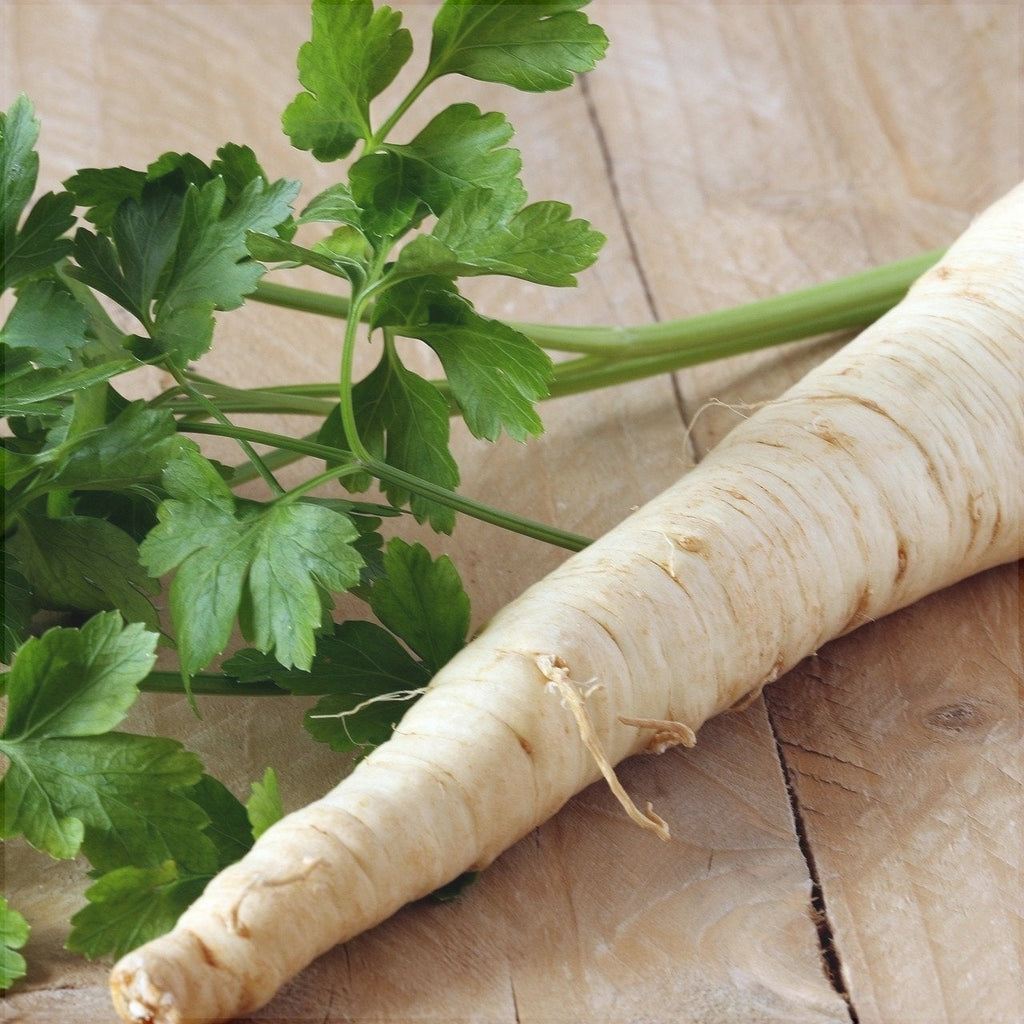 Seminte de Patrunjel Radacina "Berliner"