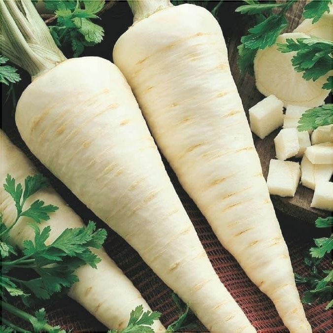 Seminte de Patrunjel Radacina "Berliner"