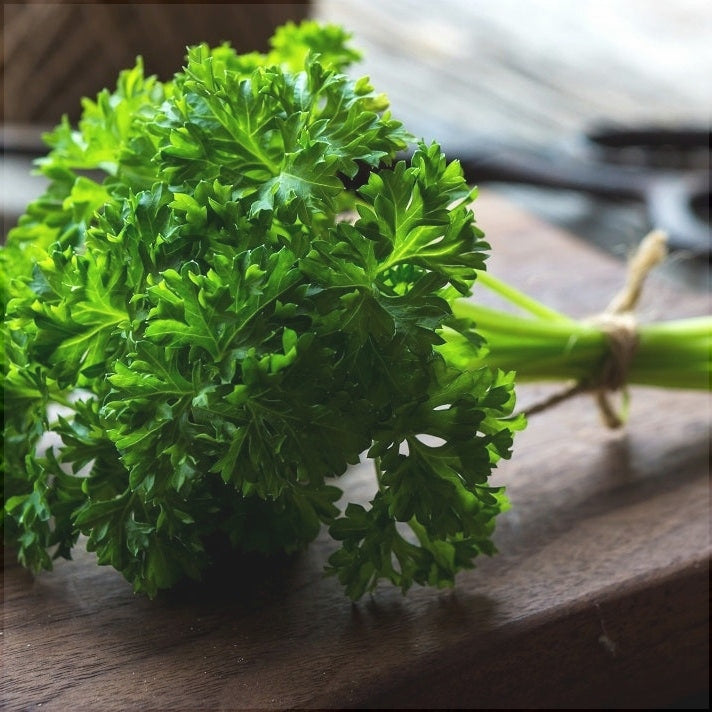 Seminte de Patrunjel "Riccio"