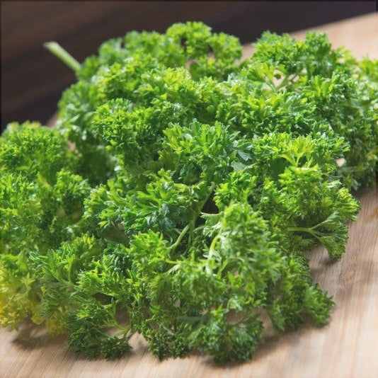 Seminte de Patrunjel "Riccio"