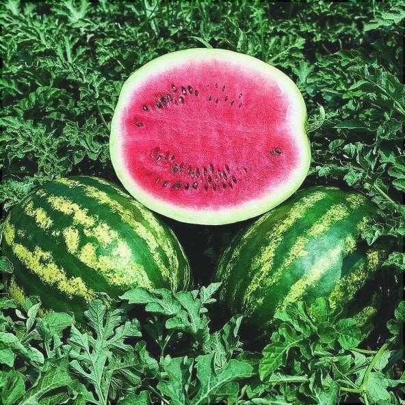 Seminte de Pepene Verde "Crimson Sweet", 2g