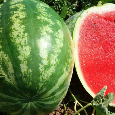 Semințe de Pepene Verde Hibrid „Crimson Giant”, 3 gr – semințe | Regatul Plantelor