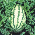 Semințe de Pepene Verde "Klondike Blue Ribbon" 2g