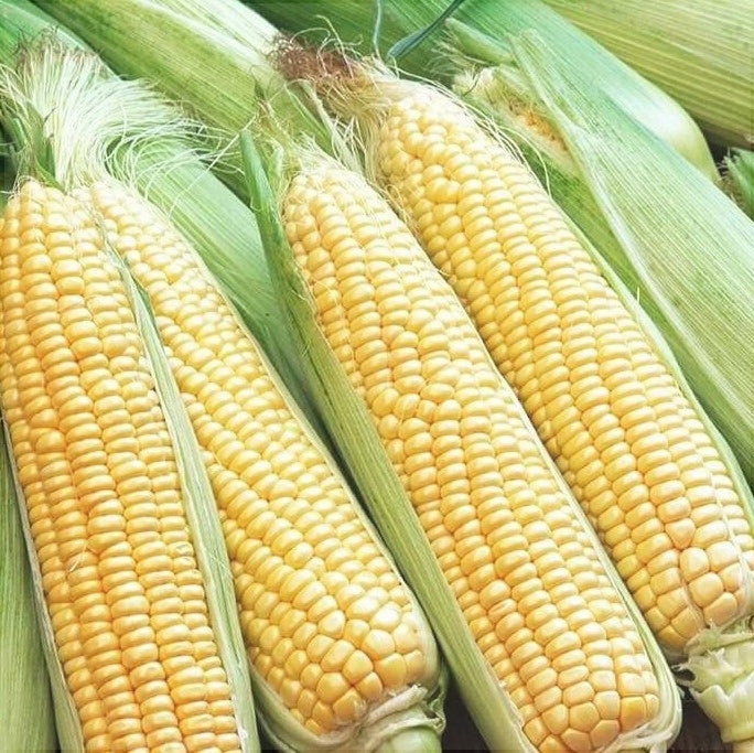 Seminte de Porumb Dulce "Golden Bantam", 10g