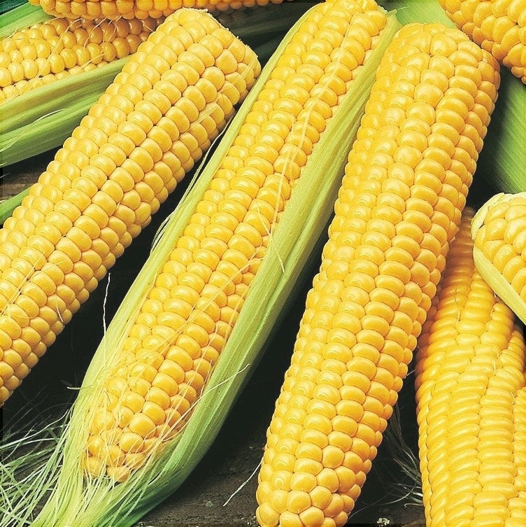 Seminte de Porumb Dulce "Golden Bantam", 10g