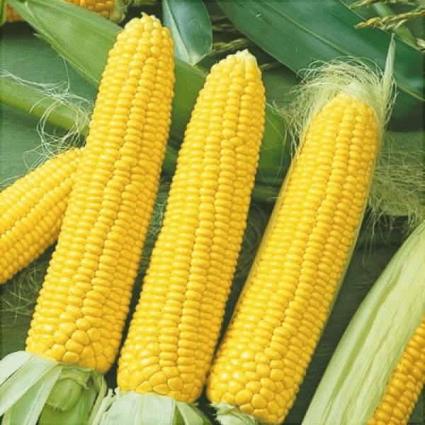 Seminte de Porumb Dulce "Golden Bantam", 10g