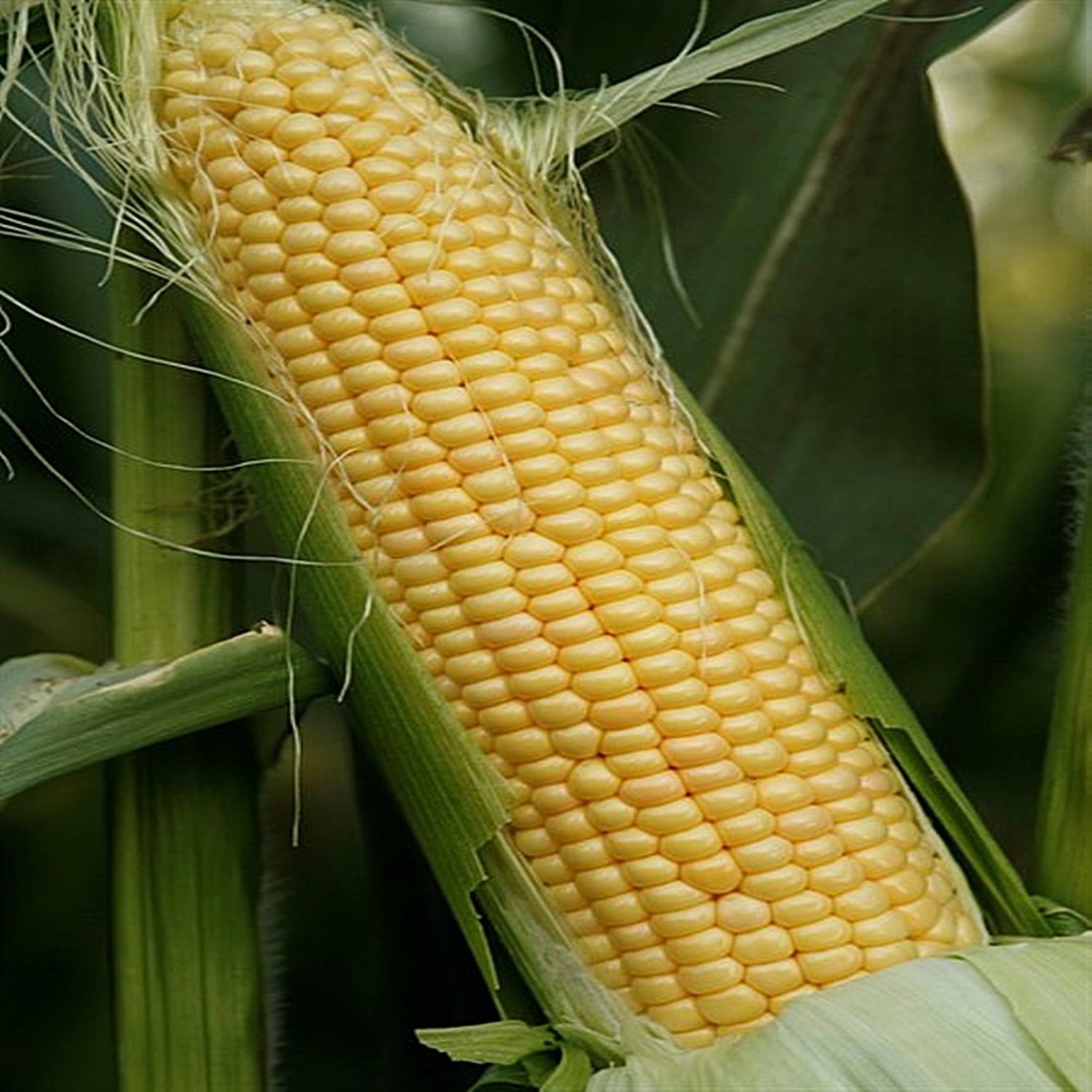 Seminte de Porumb Dulce Hibrid "Royalty", 10g