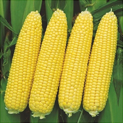 Semințe de Porumb Dulce Hibrid „Titina”, 10g – semințe | Regatul Plantelor