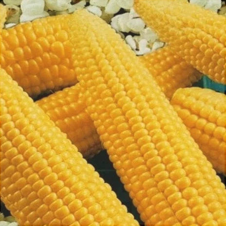 Seminte de Porumb "Popcorn", 8g