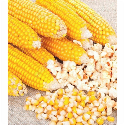 Semințe de Porumb „Popcorn”, 8g – semințe