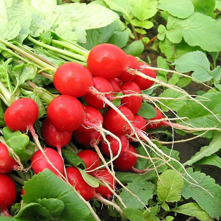 Semințe de Ridichi "Sora", 10g