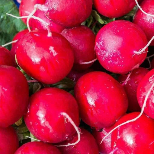 Semințe de Ridichi "Sora", 10g