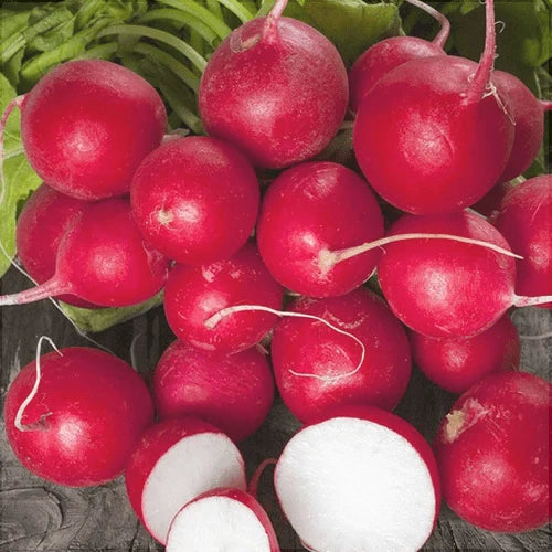 Semințe de Ridichi de Lună "Cherry Belle", 6g