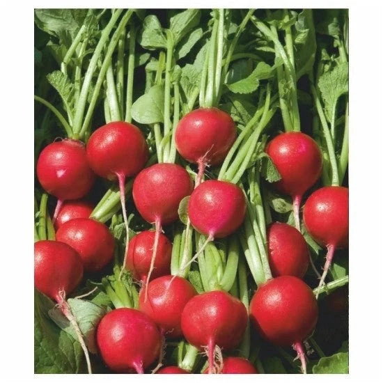 Semințe de Ridichi de Lună "Cherry Belle", 6g