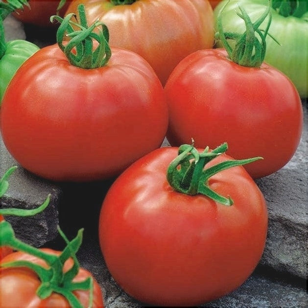 Seminte de Rosii "Ace"  0,7g