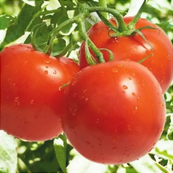 Seminte de Rosii Bacuni