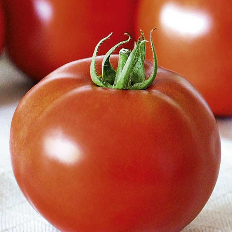 Seminte de Rosii Buzau 22  0,2g