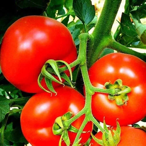 Semințe de Roșii Buzău 22  0,2g