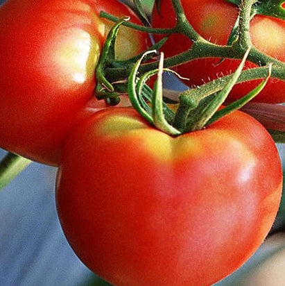 Seminte de Rosii Buzau 22  0,2g