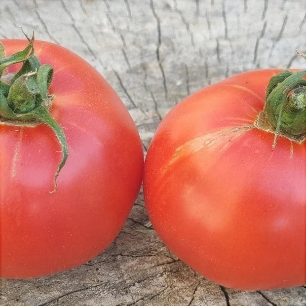 Semințe de Roșii Buzău 47 , 0,3g