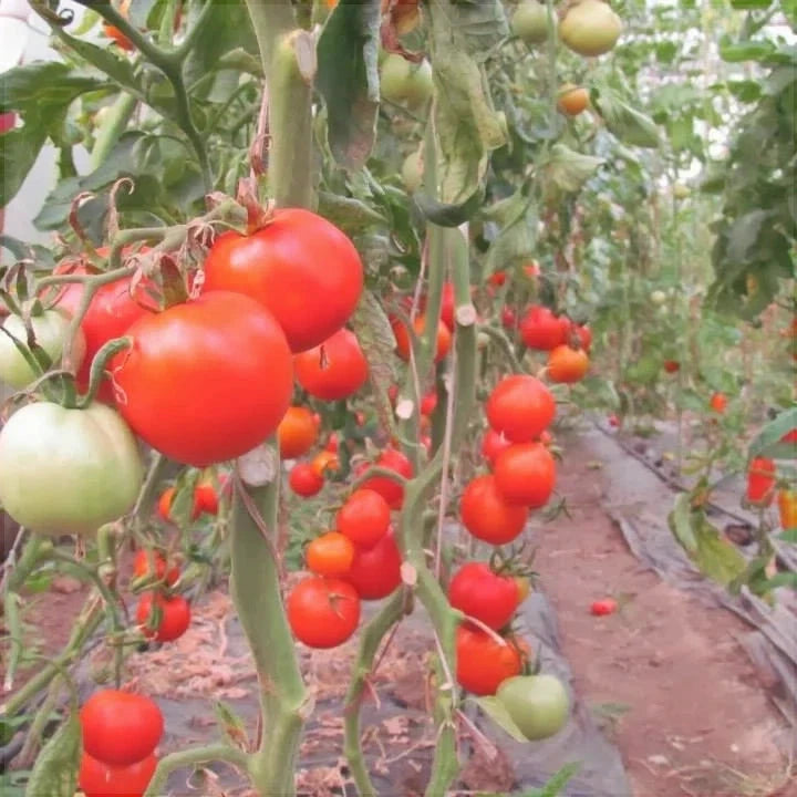 Seminte de Rosii Buzau 47