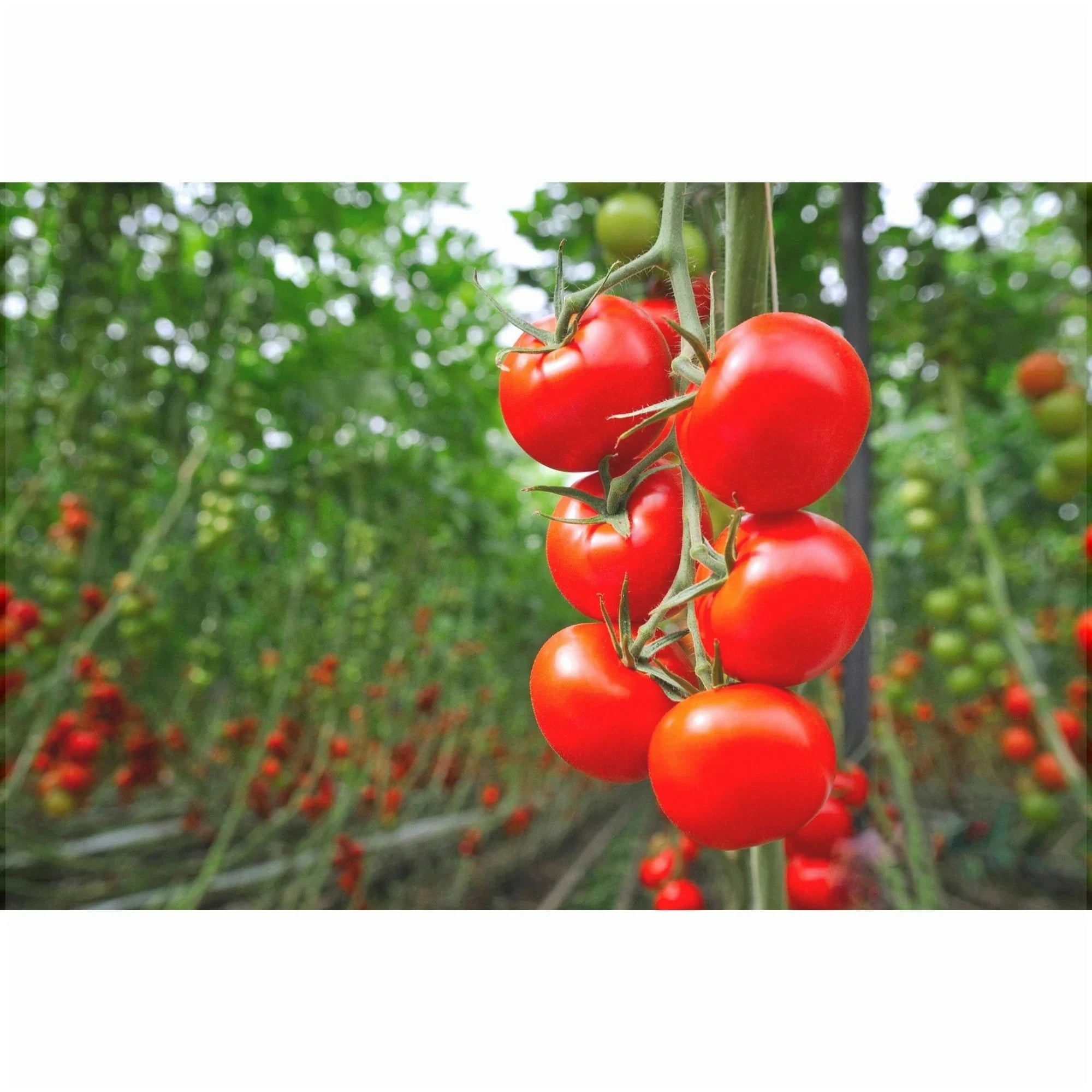 Seminte de Rosii Buzau 47