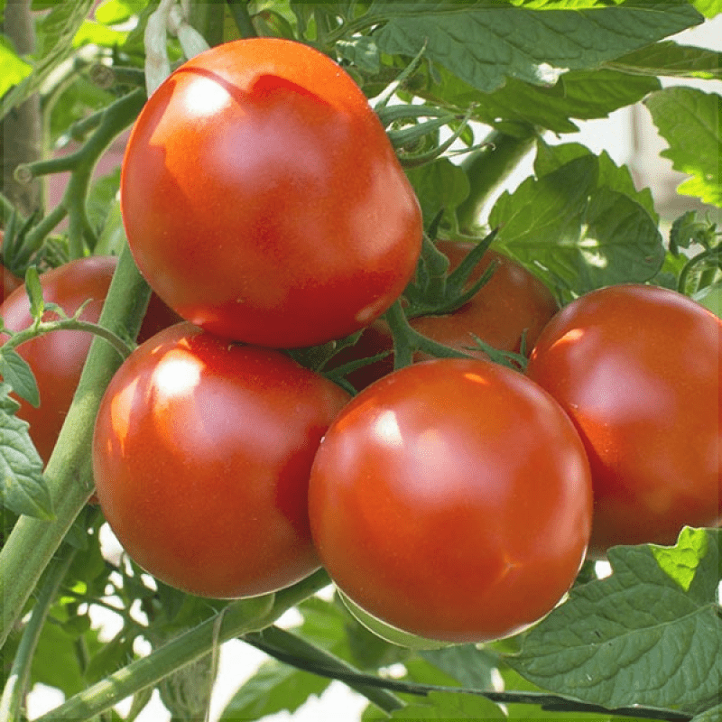 Seminte de Rosii "Campbell" 33