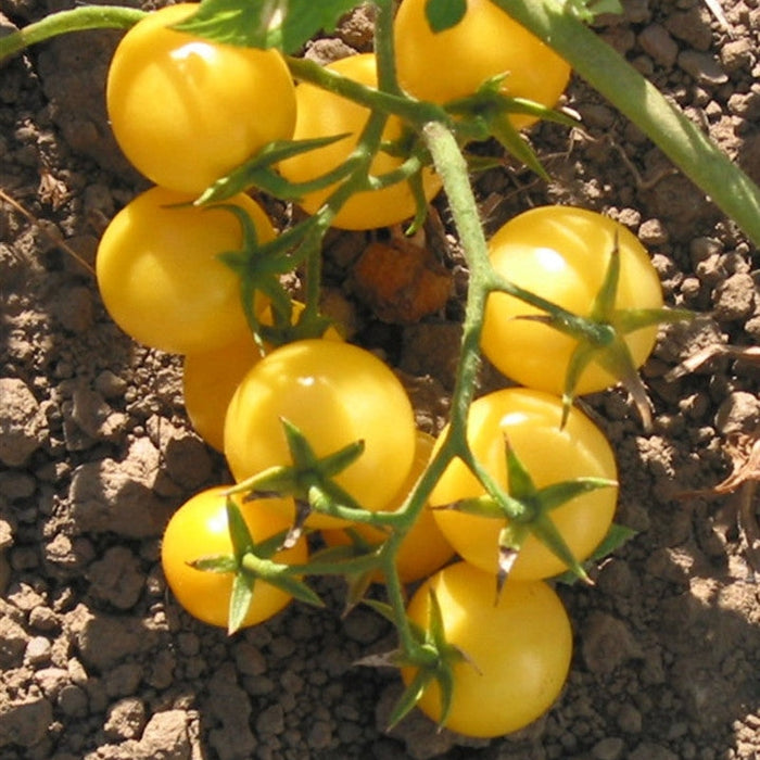 Seminte de Rosii Cherry "Galbene", 2g