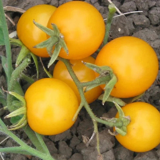 Seminte de Rosii Cherry "Galbene", 2g