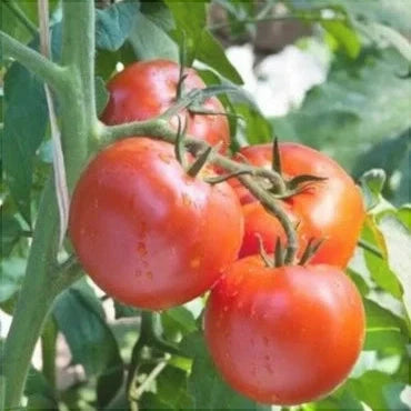 Seminte de Rosii "Florina" 0,5g