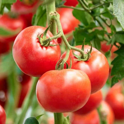 Semințe de Roșii Hibrid „Altamira”, 0.2 gr – semințe | Regatul Plantelor
