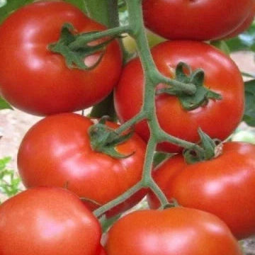 Seminte de Rosii Hibrid "Altamira", 0.2 gr