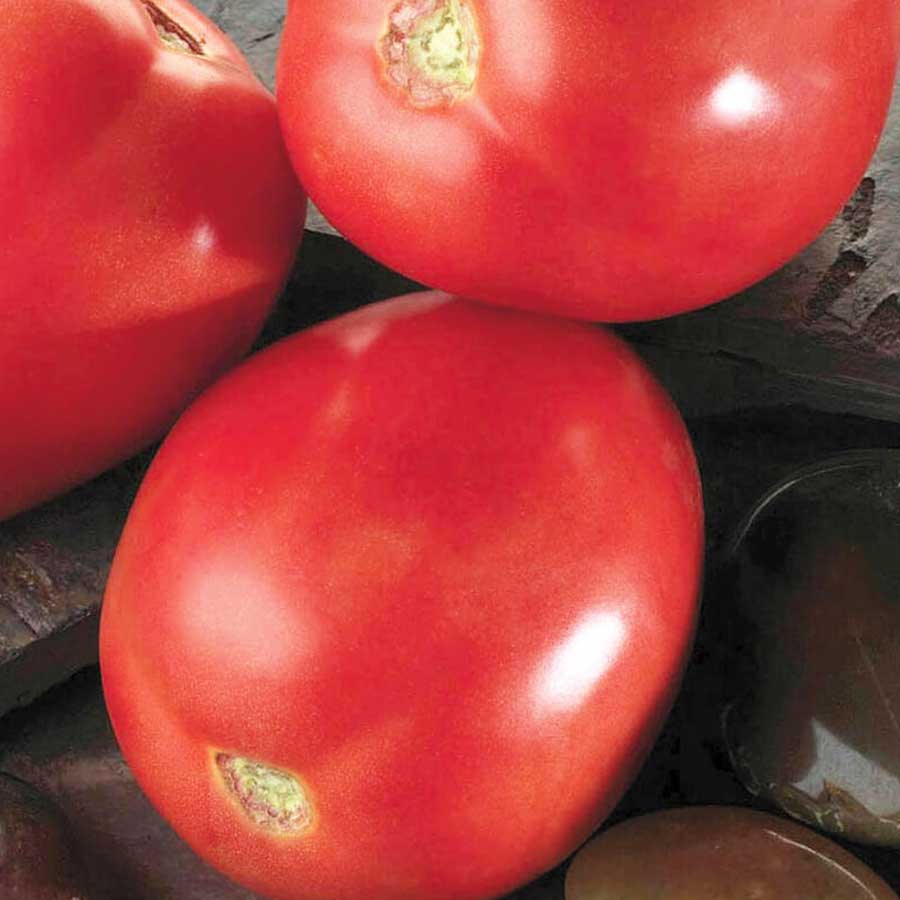 Seminte de Rosii Hibrid "Big Rio", 0.3 gr