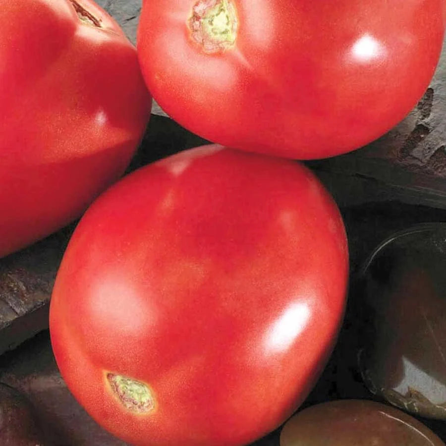 Semințe de Roșii Hibrid "Big Rio", 0.3 gr