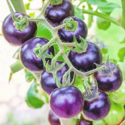 Semințe de Roșii Hibrid „Blue Cherry”, 0.1 gr – semințe | Regatul Plantelor