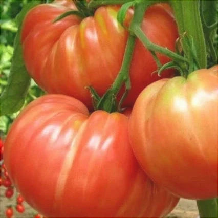 Seminte de Rosii Hibrid "Homestead Kilotto", 0.3 gr