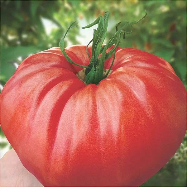 Seminte de Rosii Hibrid "Homestead Kilotto", 0.3 gr