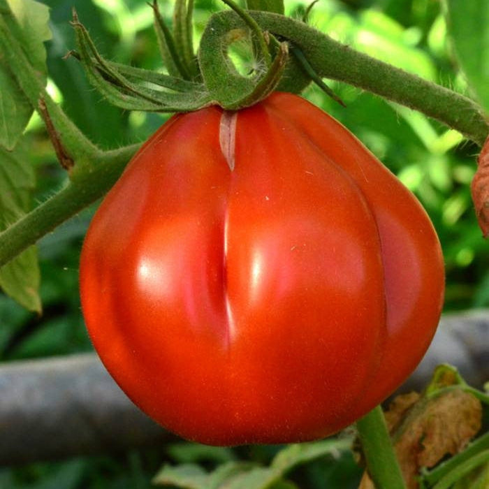 Seminte de Rosii Hibrid "Pearson D'Albenga", 0.3 gr