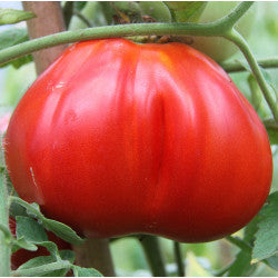 Seminte de Rosii Hibrid "Pearson D'Albenga", 0.3 gr