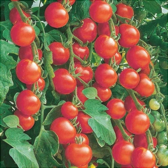 Seminte de Rosii Hibrid "Red Cherry", 0.5 gr