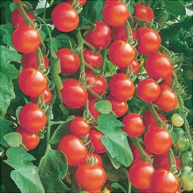 Semințe de Roșii Hibrid "Red Cherry", 0.5 gr