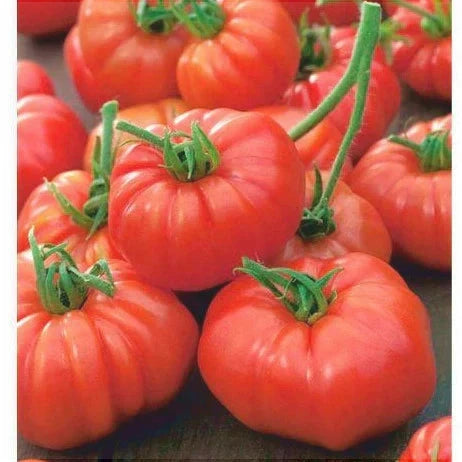 Seminte de Rosii "Marmande"