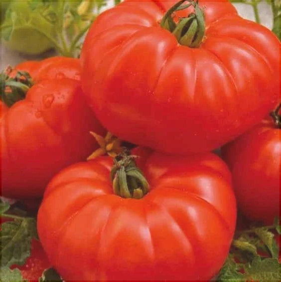 Seminte de Rosii "Marmande"